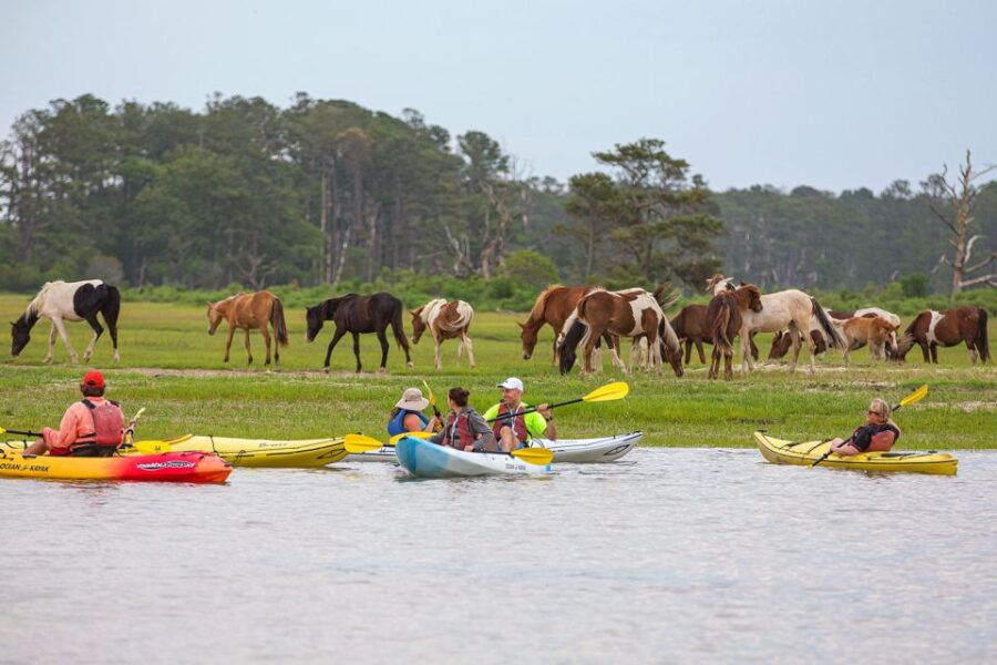 From Chincoteague: Guided Kayak Tour to Assateague Island - Good To Know