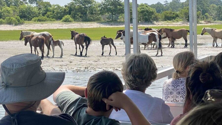From Chincoteague Island: Assateague Island Boat Tour - Good To Know