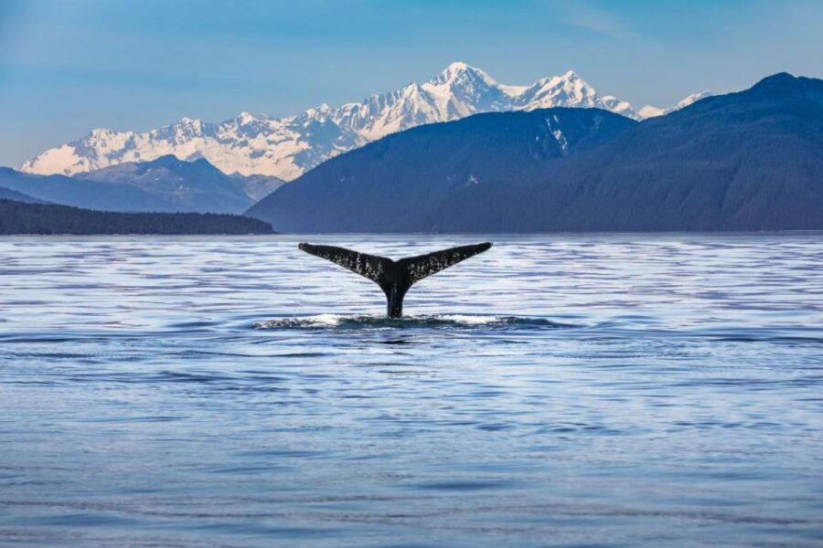 From Christchurch: Kaikoura Whale Watching Premium Day Tour - Good To Know