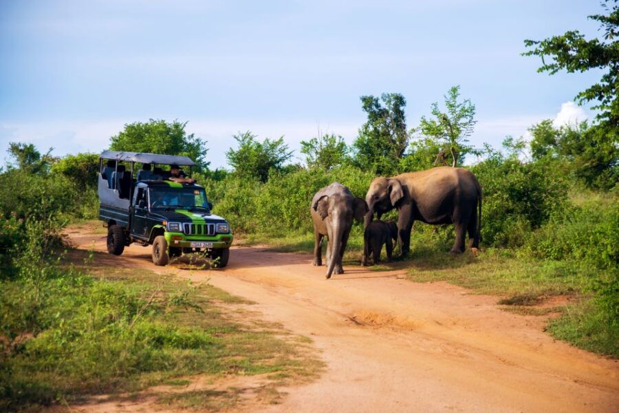 From Colombo: 5-Day Private Wildlife Photography Tour - Good To Know