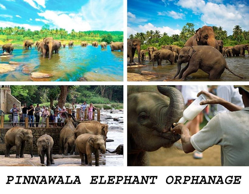 From Colombo: Kandy and Pinnawala Full-Day Trip - Good To Know