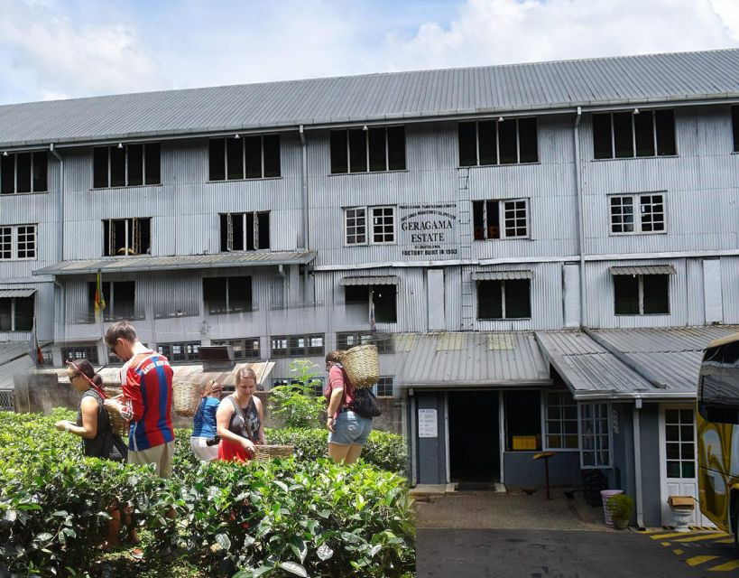 From Colombo: Kandy, Pinnawala and Tea Factory Full-Day Trip