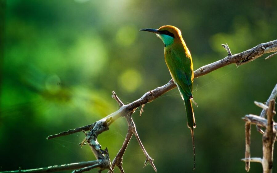 From Colombo: Muthurajawela Sanctuary Bird Watching Tour - Good To Know