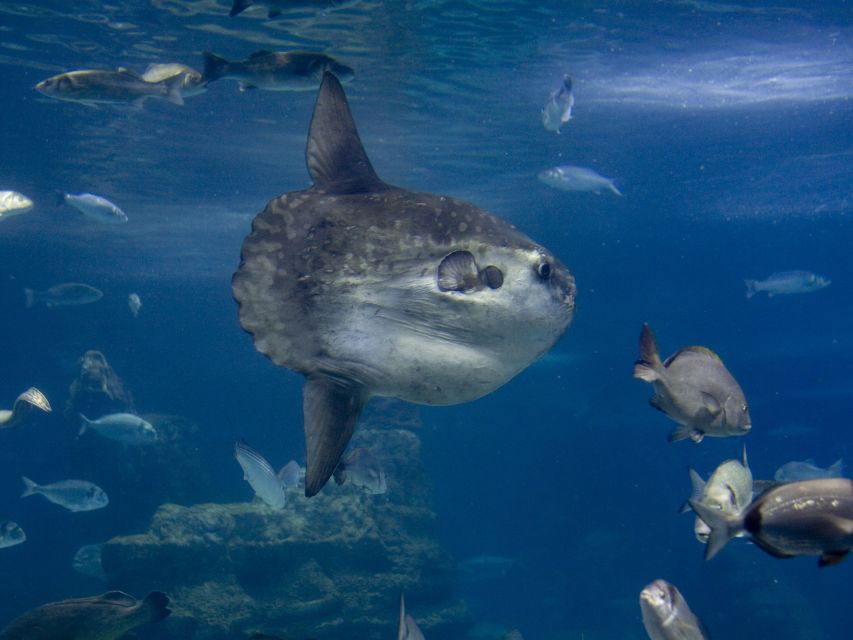 From Costa Brava: Barcelona Day Trip With Aquarium Visit