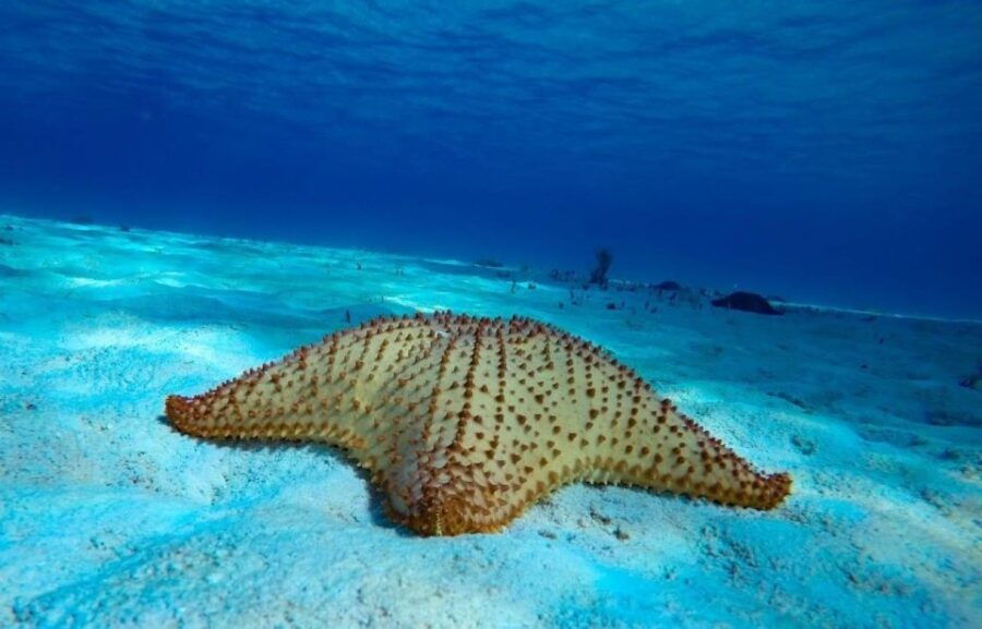 From Cozumel: 3 Reefs Boat Tour With Drinks and Snorkeling - Good To Know