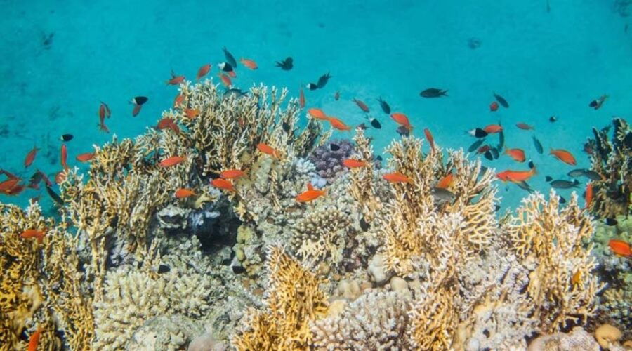 From Dahab: Three Pools Guided Snorkeling Tour With Lunch - Good To Know