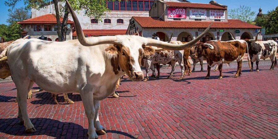 From Dallas: Fort Worth Guided Day Tour