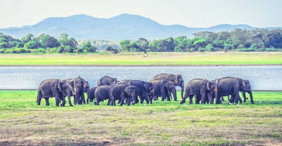 From Dambulla: Full Day Safari at Minneriya National Park - Good To Know