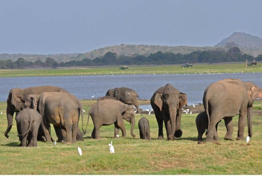 From Dambulla/ Sigiriya: Safari at Minneriya National Park