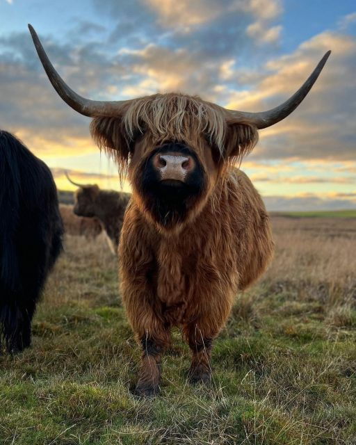 From Edinburgh: Glenfinnan, Fort William & Glencoe Day Tour - Good To Know