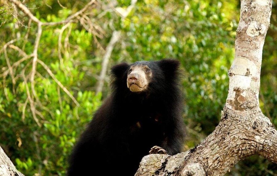 From Ella:Transfer to Galle/Mirissa/Bentota With Yala Safari - Good To Know
