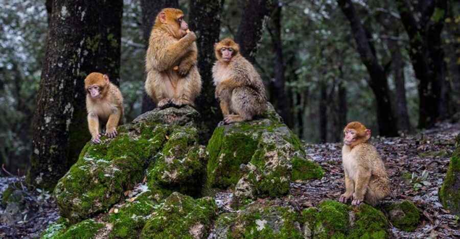 From Fez: Day Trip to the Middle Atlas and the Monkey Forest - Good To Know