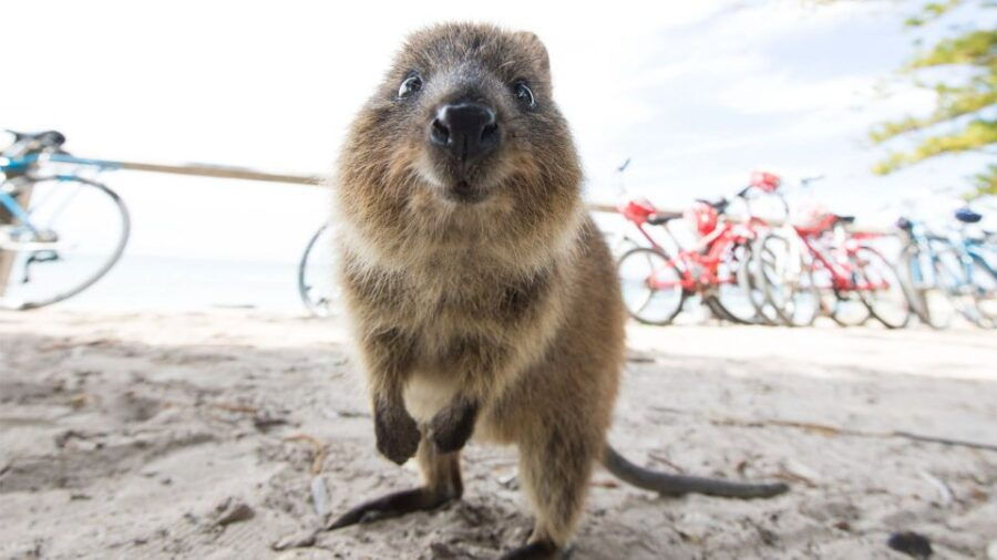 From Fremantle: Return Rottnest Island Ferry Ticket - Good To Know