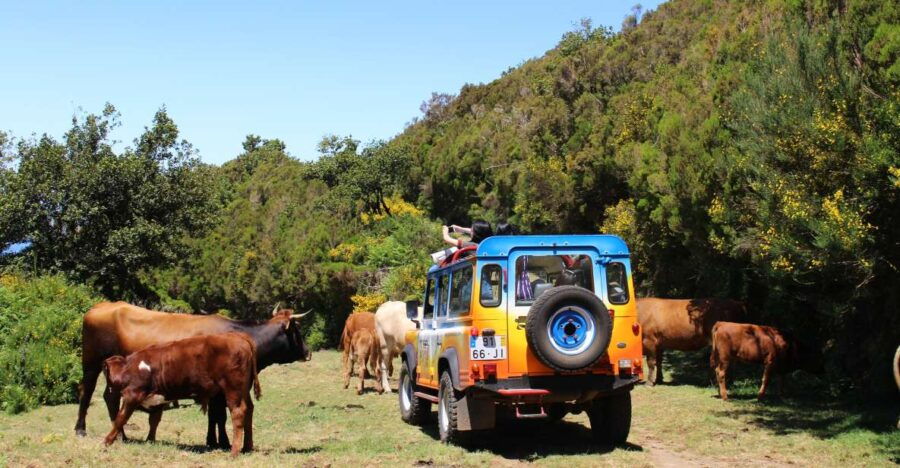 From Funchal: Enchanted Terraces and Porto Do Moniz 4WD Tour - Good To Know