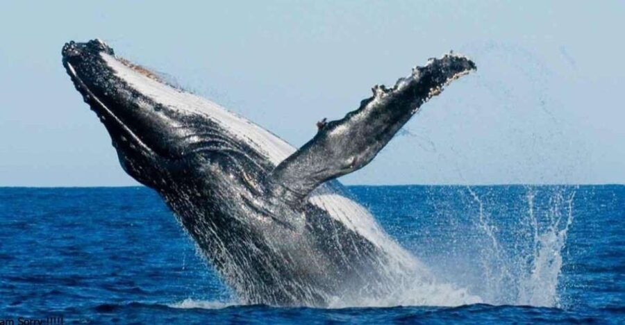 From Galle/Unawatuna: Whales & Dolphin Magic: Ocean Odyssey - Good To Know