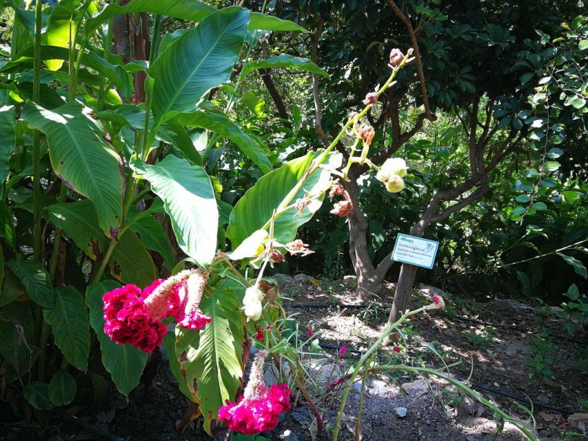 From Georgioupoli: Day Trip to Chania and the Botanical Park