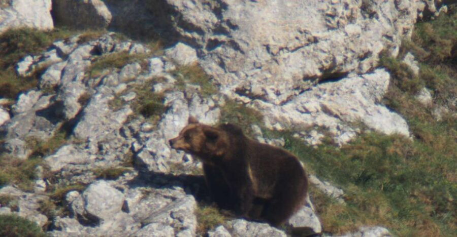 From Gijón, Oviedo or Pola De Somiedo: Brown Bear Spotting - Good To Know
