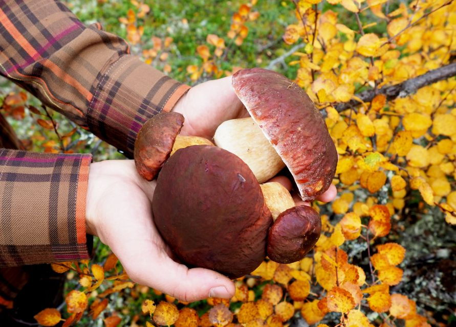 From Helsinki: Mushroom Hunting Tour in a National Park - Good To Know