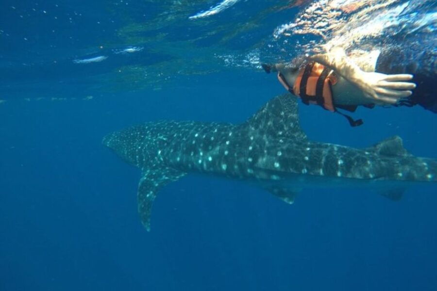From Holbox Island: Whale Shark Tour