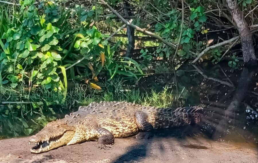 From Huatulco: Crocodiles and Turtles Eco Tour