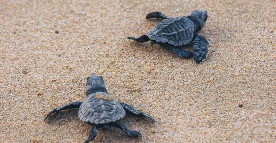 From Huatulco:Turtle Release and Bioluminescence Tour