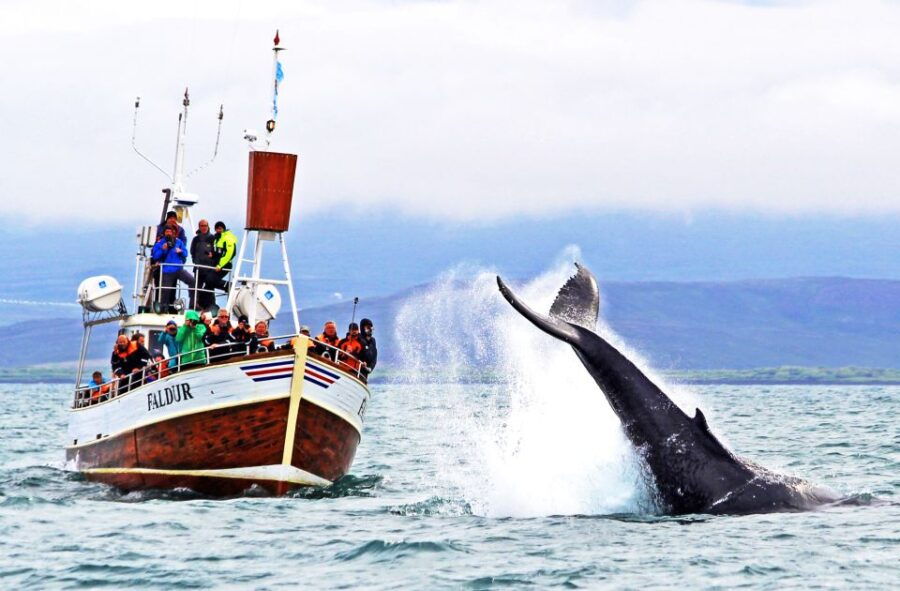 From Húsavík: Traditional Whale Watching Tour - Good To Know