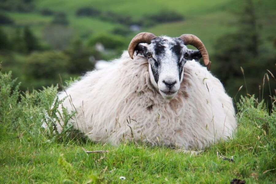 From Inverness: Isle of Skye Full-Day Trip