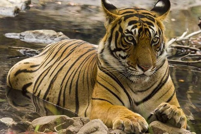 From Jaipur - Wildlife With Taj Mahal Agra & Delhi Tour 4 Days