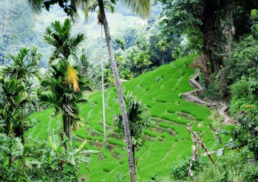 From Kandy: Private Guided Hike to Heeloya