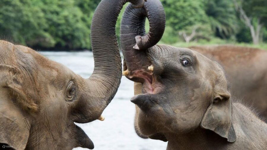 From Kandy: Sigiriya/Dambulla and Minneriya Park Safari