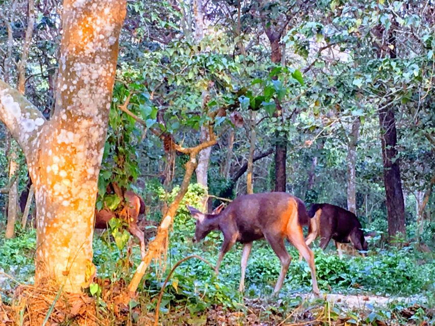 From Kathmandu: 9 Day Kathmandu,Pokhara,Lumbini,Chitwan Tour