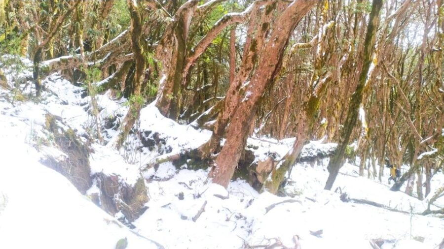 From Kathmandu :Budget 7 Night 8 Days Mardi Himal Trek - Trek Duration and Guide Availability