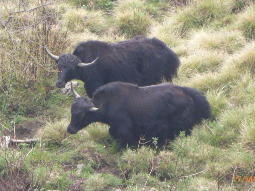 From Kathmandu: Mardi Himal Guided 5 Days Trek - Trek Highlights