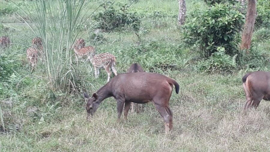 From Kathmandu or Pokhara: 1 N.2 Day Chitwan Wildlife Tour - Good To Know
