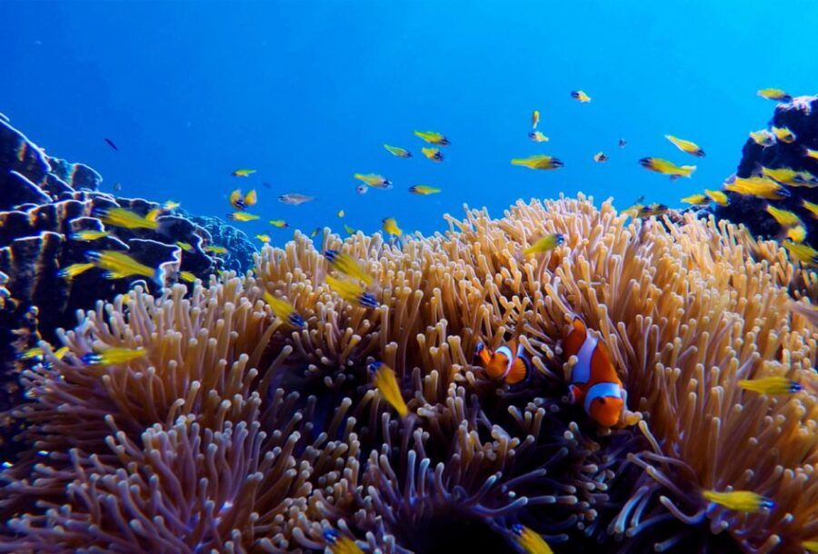 From Ko Kradan: Private Long-Tail Boat Adventure - Good To Know