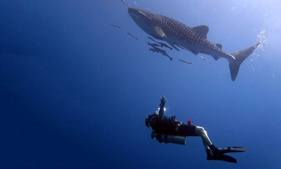 From Koh Kood: Certified Dive Trip - Good To Know