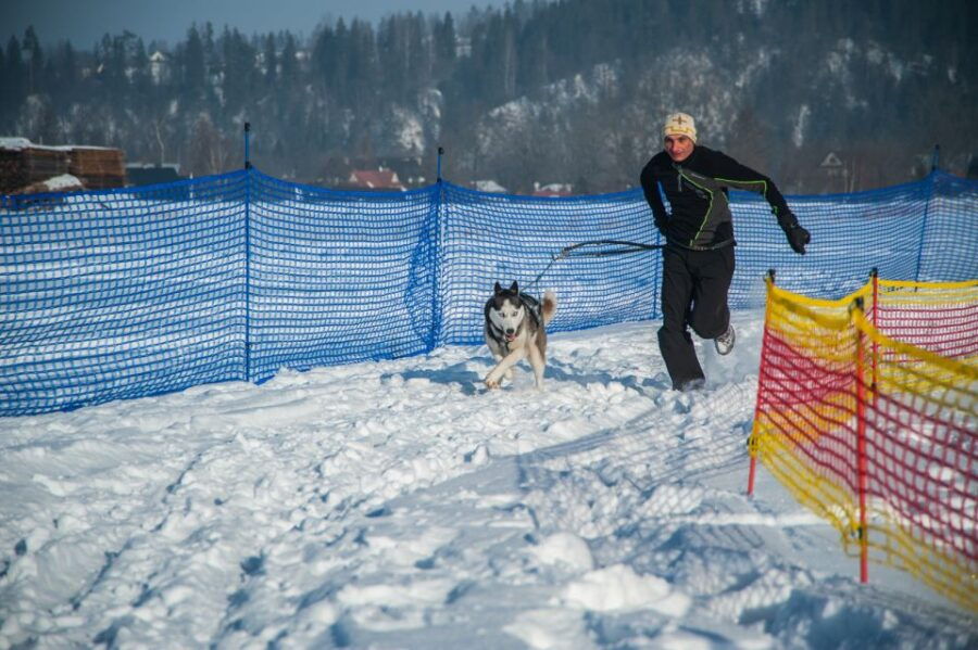 From Krakow: Dogsled Ride in Tatra Mountain - Good To Know