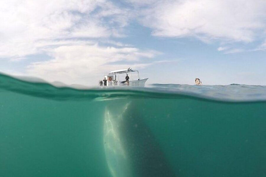 From La Paz: Whale Sharks, Sea Lions & Balandra Beach Combo - Good To Know