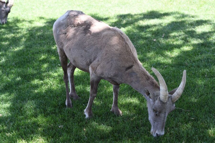 From Las Vegas: Hoover Dam Small Group Tour - Good To Know