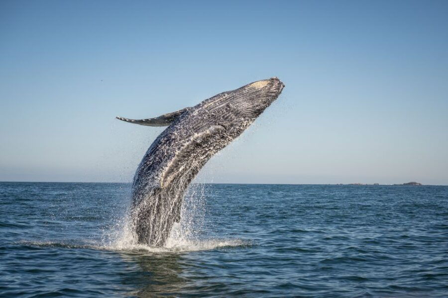 From Ma’alaea: Afternoon Whale Watch Tour Aboard the Malolo