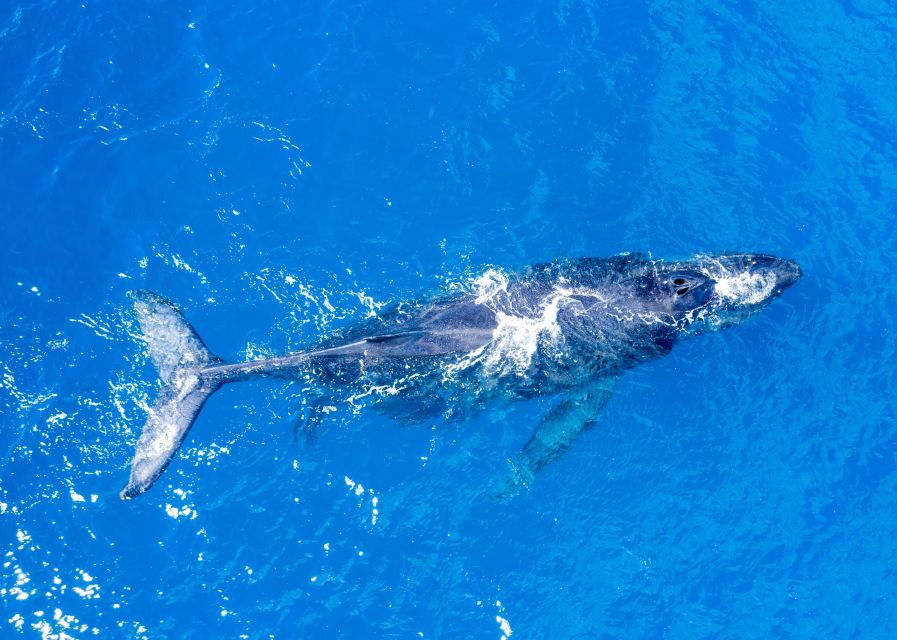 From Maalaea: Whale Watching Catamaran Cruise With Drinks - Good To Know