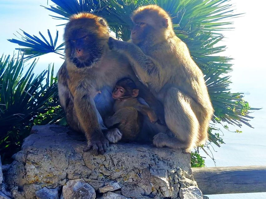 From Málaga: Gibraltar and Marbella Private Tour - Tour Highlights