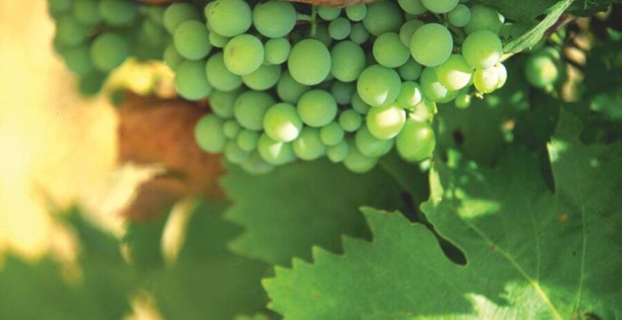 From Marbella: Axarquia Wine Tour With Wine Pairing Lunch - Good To Know