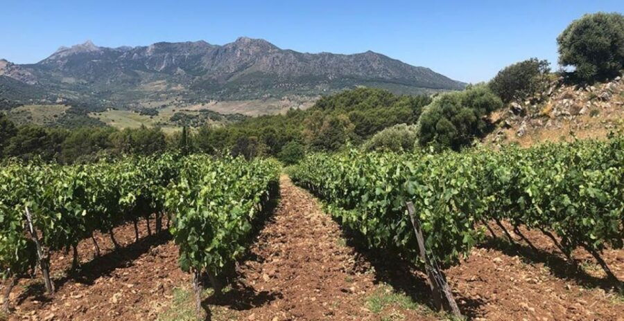 From Marbella: The Classic Ronda Wine Experience Day Tour - Good To Know