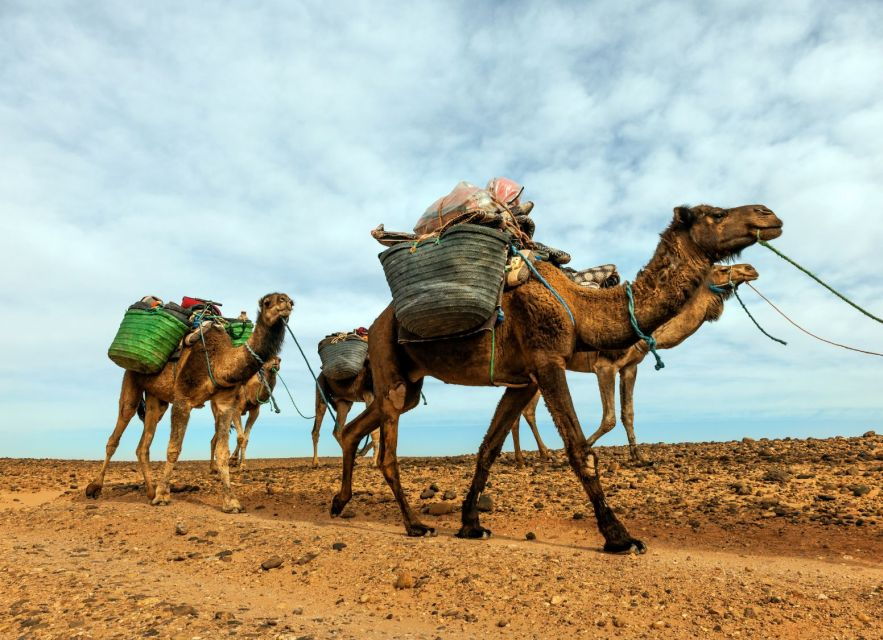 From Marrakech: 2 Day Trip to Zagora Desert - Good To Know