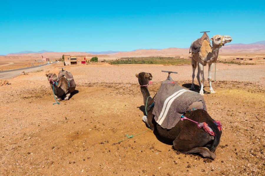 From Marrakech: Atlas Mountains Day Trip With Camel Ride - Good To Know
