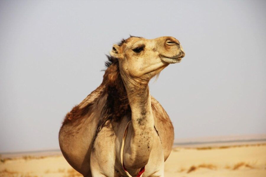 From Marrakesh: Atlas Mountains Day Trip Including Lunch - Good To Know
