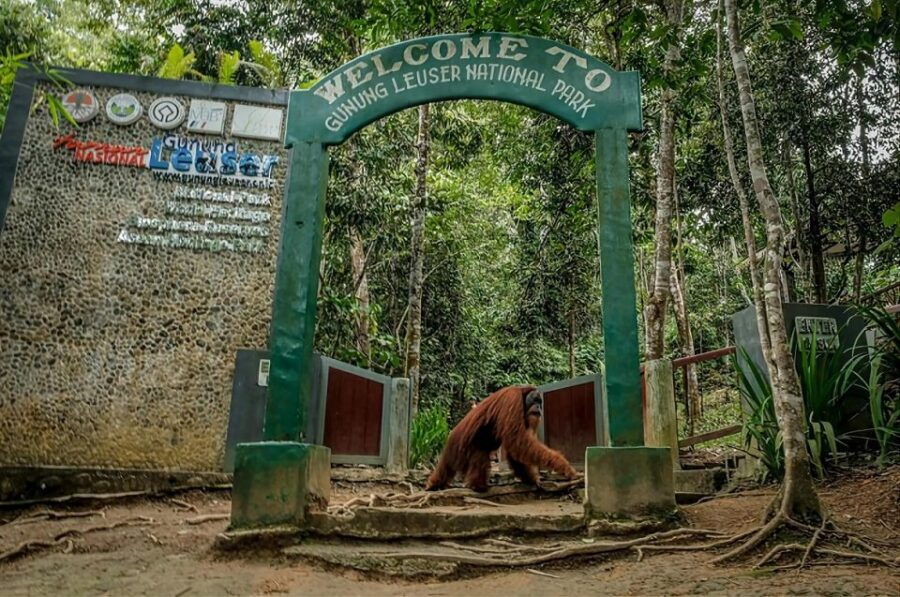 From Medan: Mount Leuser National Park Full-Day Trip - Good To Know