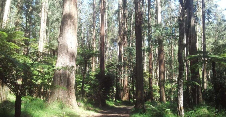 From Melbourne: Dandenong Ranges Private Day Tour