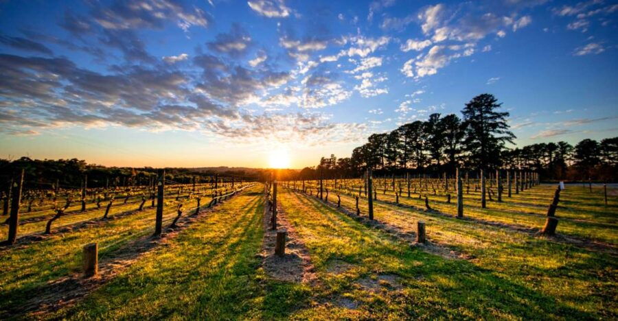 From Melbourne: Mornington Peninsula Food & Wine Taste Trail - Good To Know